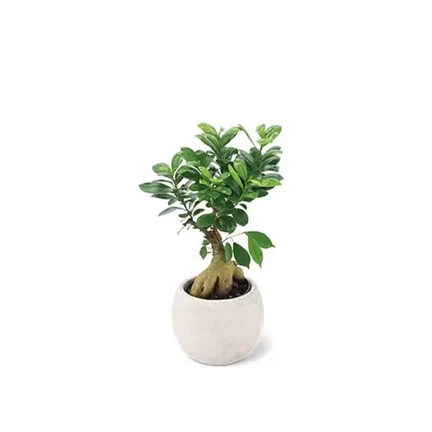 Grab Aldi's $10 Exotic Plants While You Can | Apartment Therapy