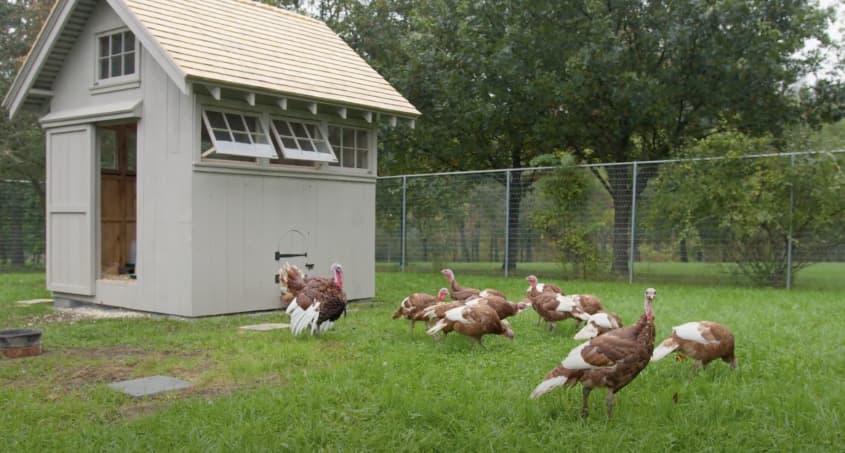 Martha Stewart's Thanksgiving at her farmhouse: turkeys outside a coop