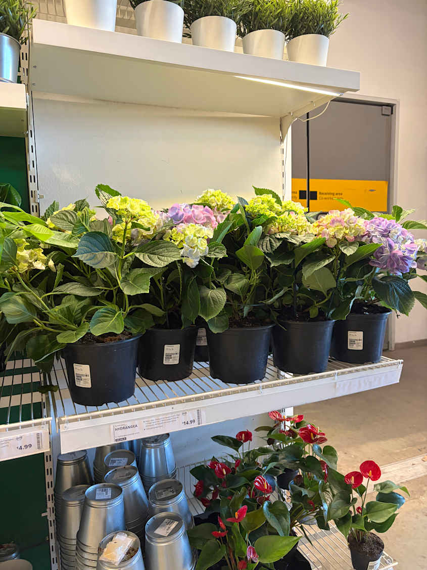 knstlicher spargel Spargel knstliche Hngepflanze 80cm gnstig online kaufen
