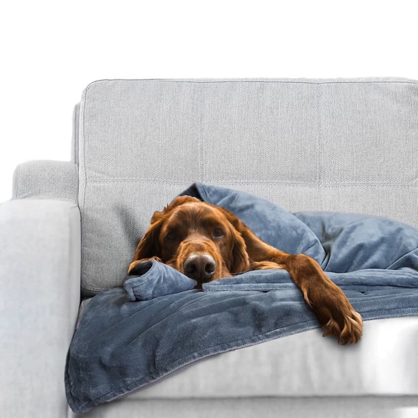 Canine Coddler Sells A Weighted Blanket For Anxious Dogs Apartment