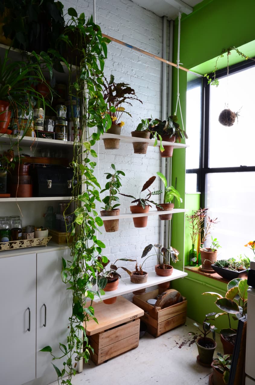 House Tour: An Indoor Jungle Grows in Brooklyn | Apartment Therapy