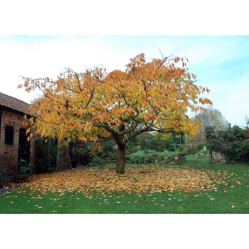 Home Depot Sells Cherry Blossom Trees For 39 Apartment Therapy