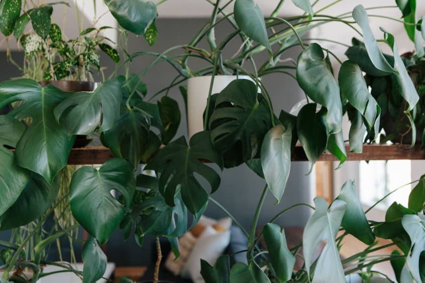 House Tour: A Plant-Filled Thoughtful Chicago Home | Apartment Therapy