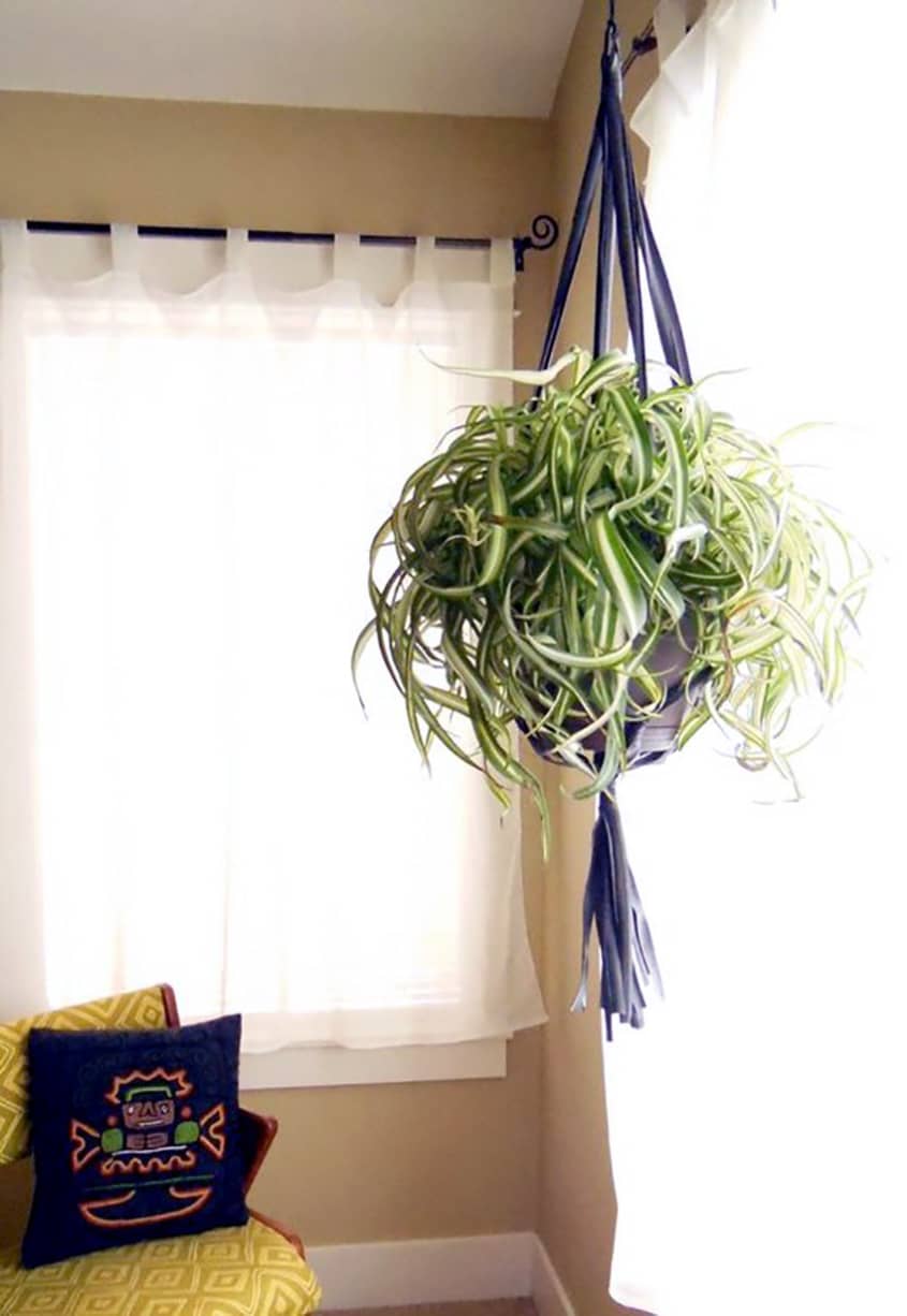 Beautiful Oversized Hanging Plants Apartment Therapy
