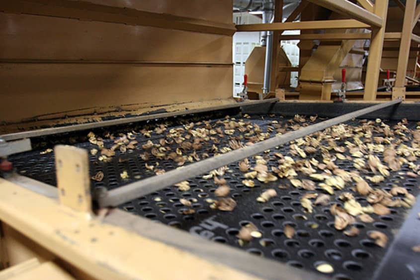 Right Now: Walnut Harvest! | The Kitchn