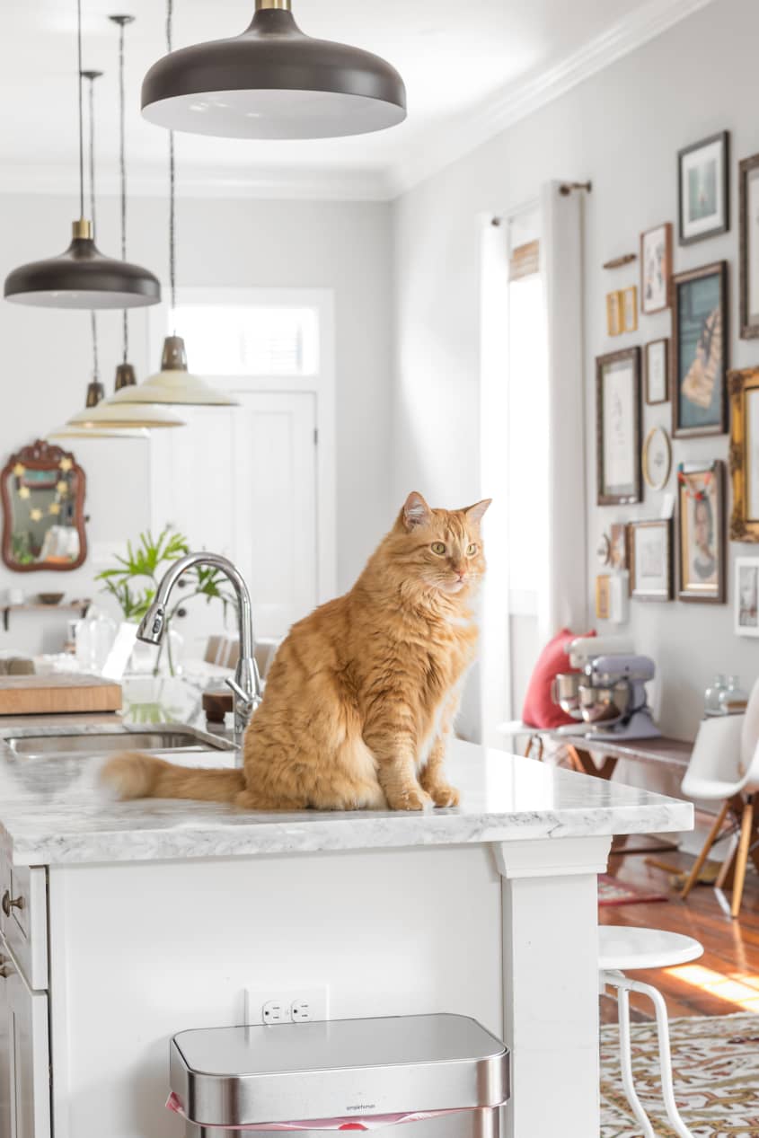 How to stop cats shop jumping on kitchen counters