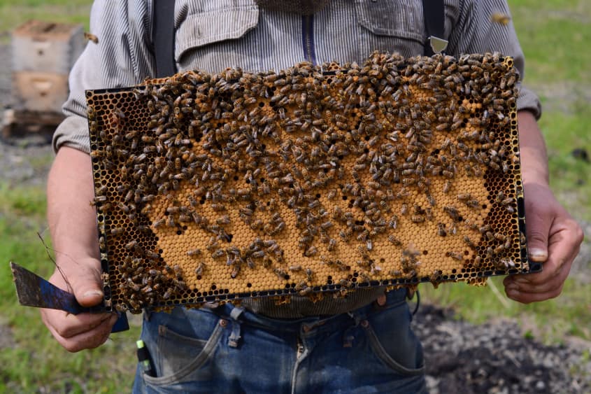 How Henry Storch Became a Professional Migratory Beekeeper | The Kitchn