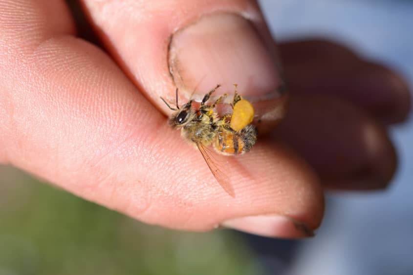 Spring Break with Millions of Bees: Why Beekeepers Take a California ...
