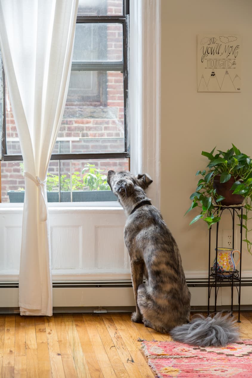 A Dog’s Eye View of Aspen’s Comfy, Sunny Brooklyn Abode | Apartment Therapy