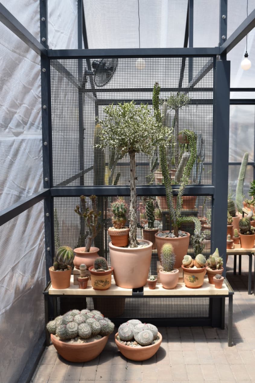 LA’s Famed Cactus Store Brings The Desert To New York This Summer Apartment Therapy
