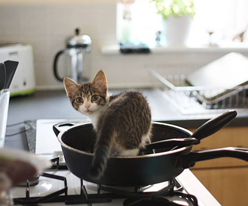 Kittens in the Kitchen! A Cuteness Break for Your Post-Holiday Tuesday