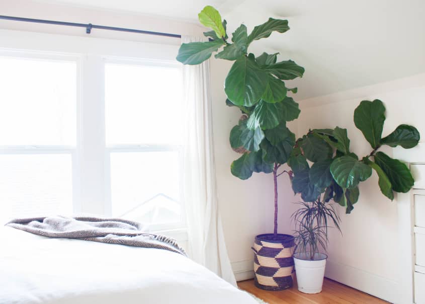 House Tour: A Florist & Woodworker's Nature Chic Home | Apartment Therapy