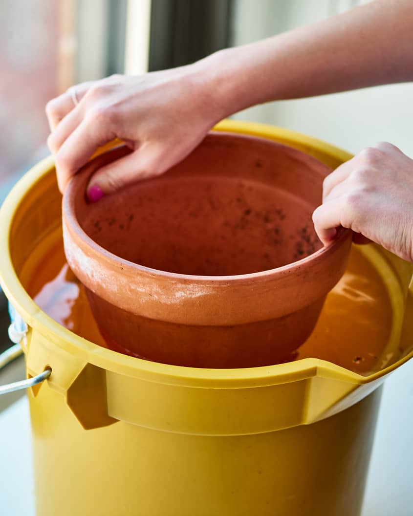 How to Soak a Terracotta Pot Before Planting Apartment Therapy