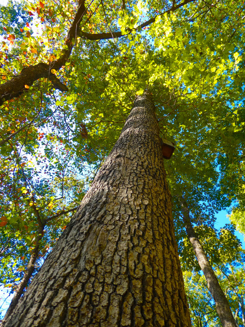 The Best Types of Wood for Furniture, Flooring, and Cabinets ...