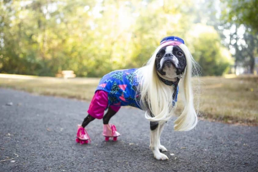 These Are The Top Dog Hallowen Costumes of 2022 According to