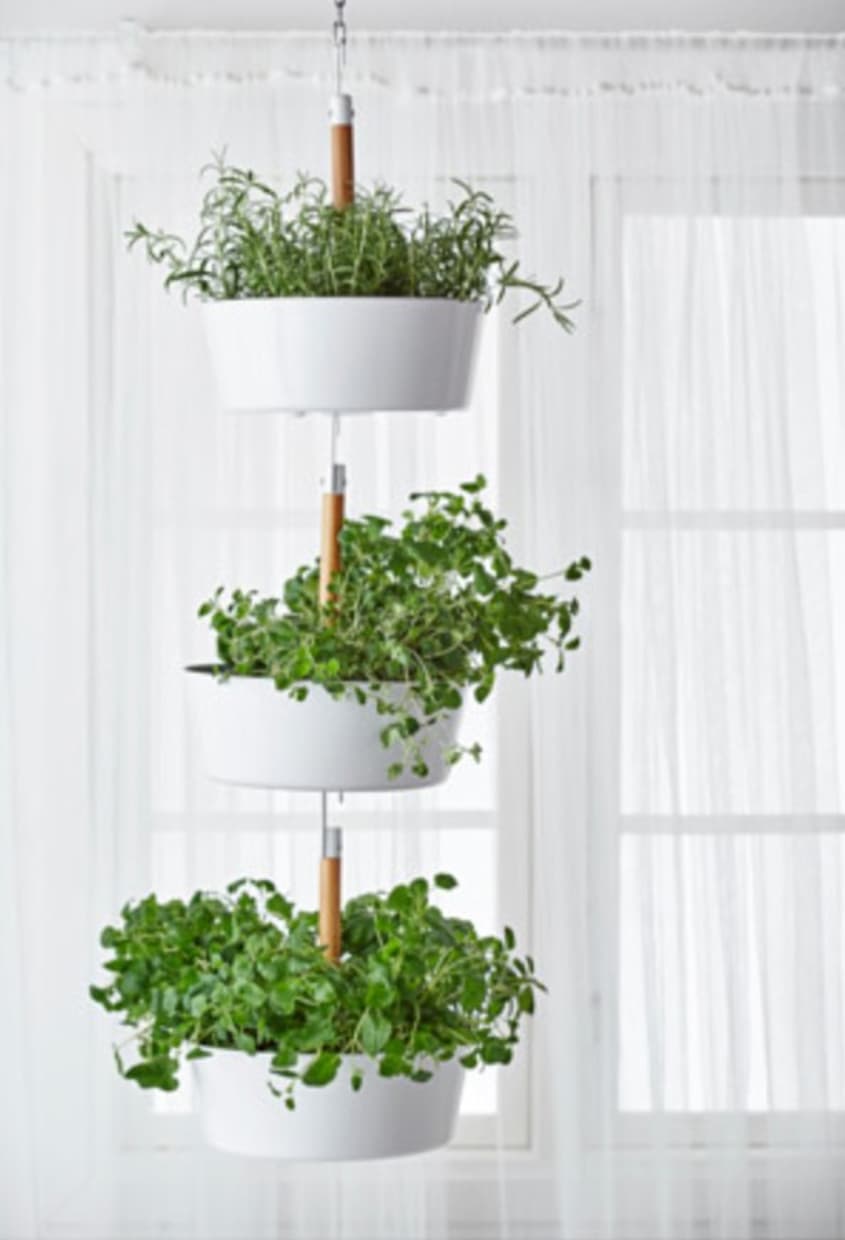 miniature money tree Money Tree | Indoor Plants