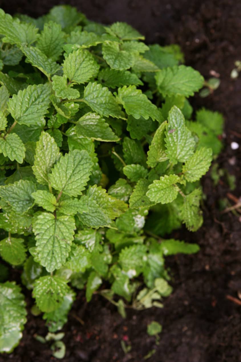 From the Garden Five Lemon Scented Herbs The Kitchn