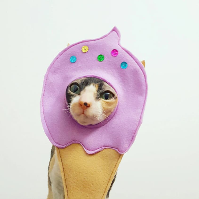 The Best Halloween Costumes for Cats for 15 or Less The Kitchn
