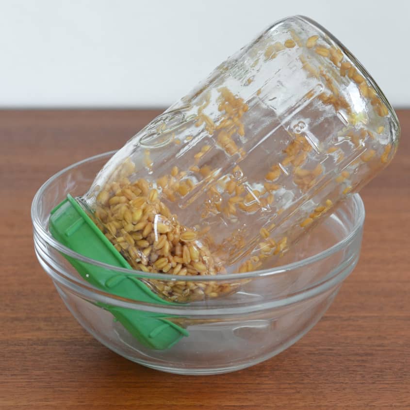How To Make Sprouted Grains The Kitchn