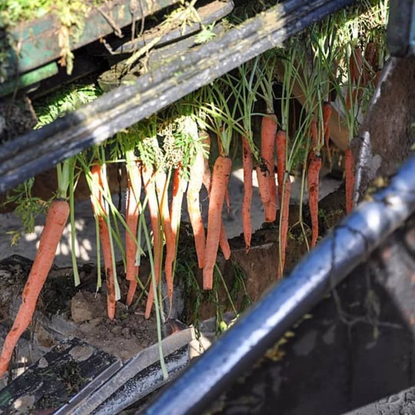 Behind The Scenes: Baby Carrot Harvest At Grimmway Farms | The Kitchn