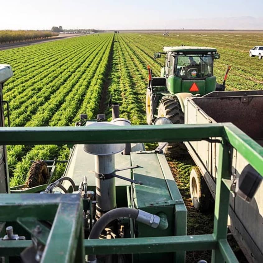 Behind the Scenes Baby Carrot Harvest at Grimmway Farms The Kitchn