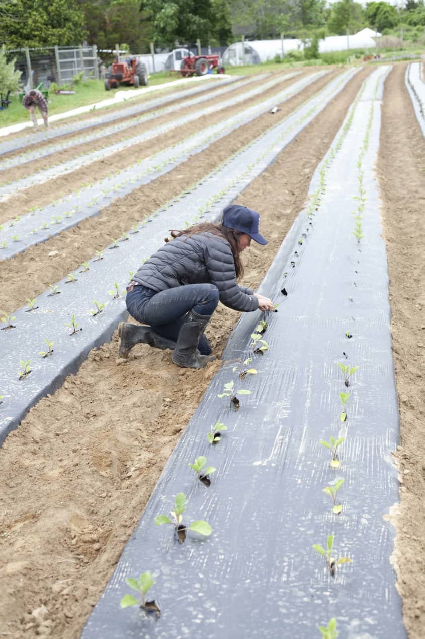 Get to Know Your Farmers: Katie Baldwin & Amanda Merrow of Amber Waves ...