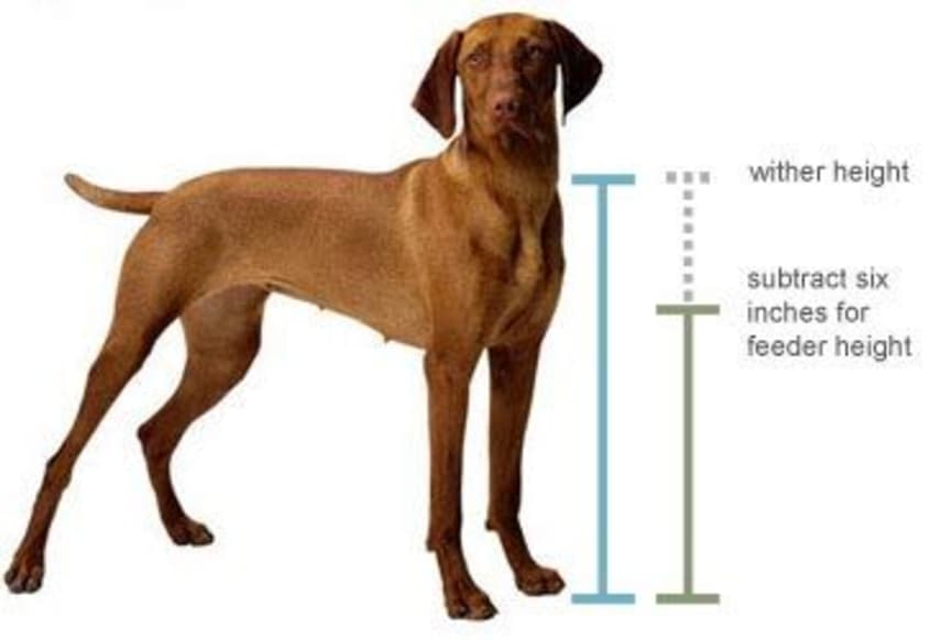 Correct height 2025 for dog bowl