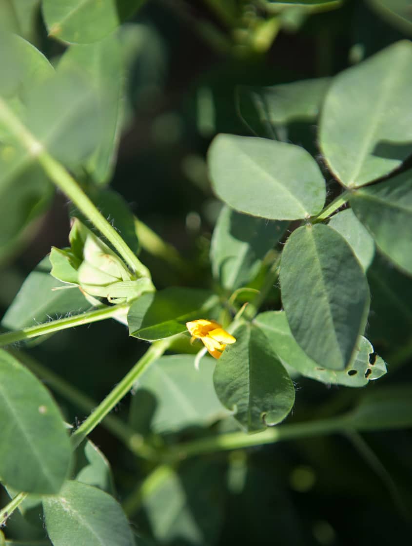 how-peanuts-are-grown-harvested-in-alabama-kitchn