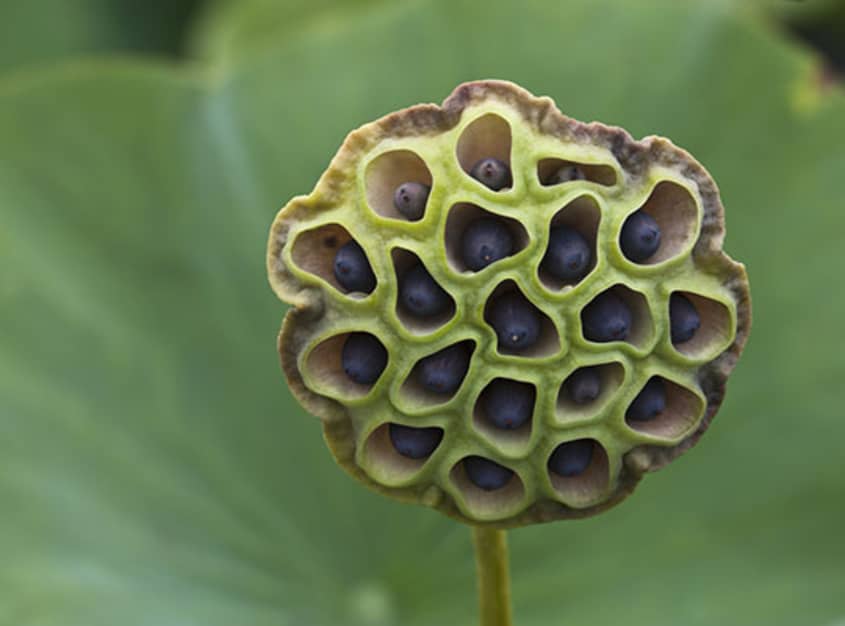 Fear Of Cantaloupes, Crumpets & More: Is Trypophobia For Real? 