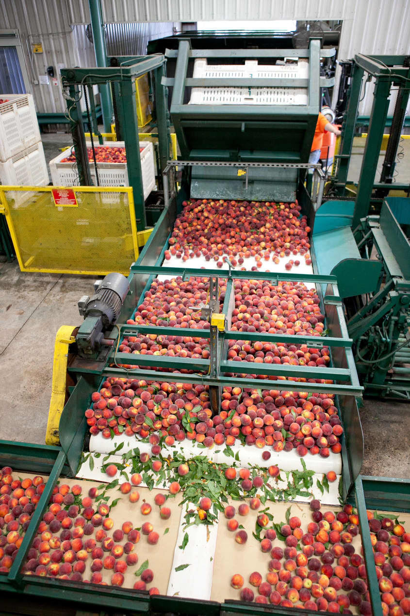 How Peaches Are Packed for Shipping | The Kitchn