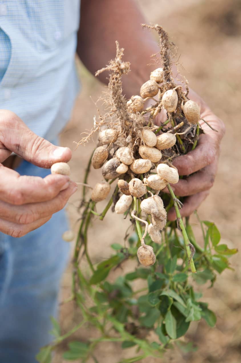 How Peanuts Are Grown & Harvested in Alabama | The Kitchn