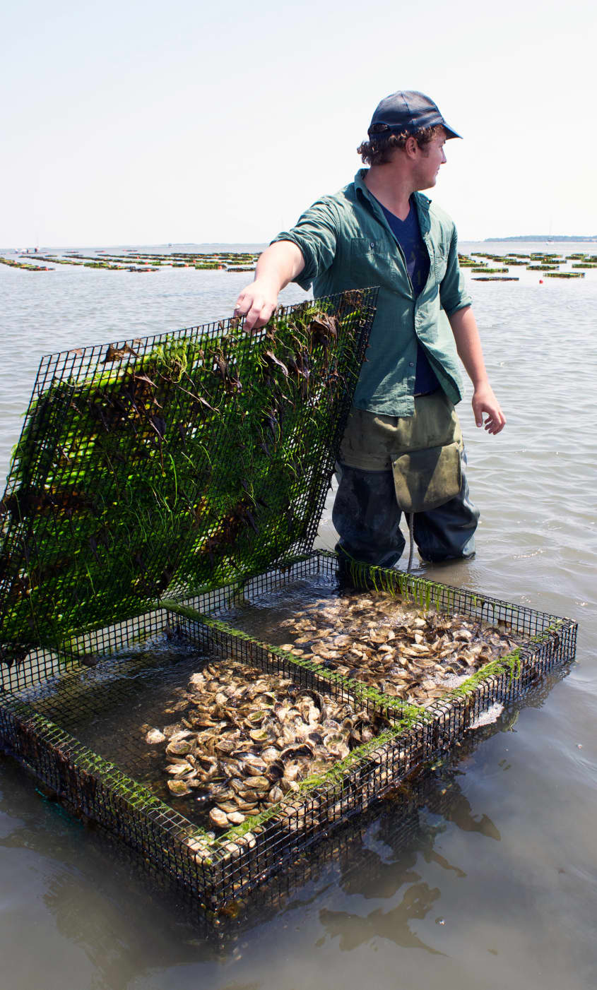 How Oysters Are Grown A Visit to Island Creek Oysters in Duxbury
