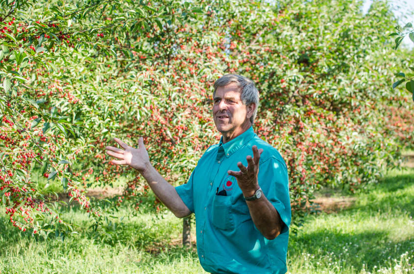 How Tart Cherries Are Grown in Michigan And Why You Should Look for
