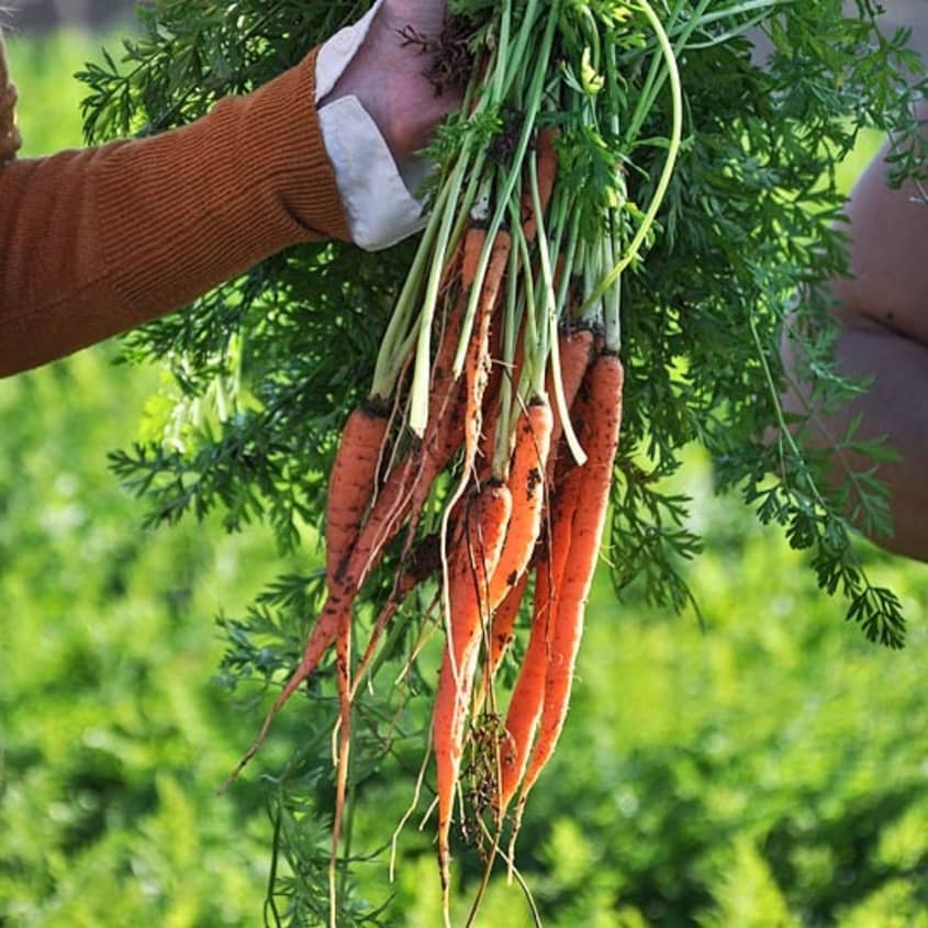 Behind the Scenes Baby Carrot Harvest at Grimmway Farms The Kitchn