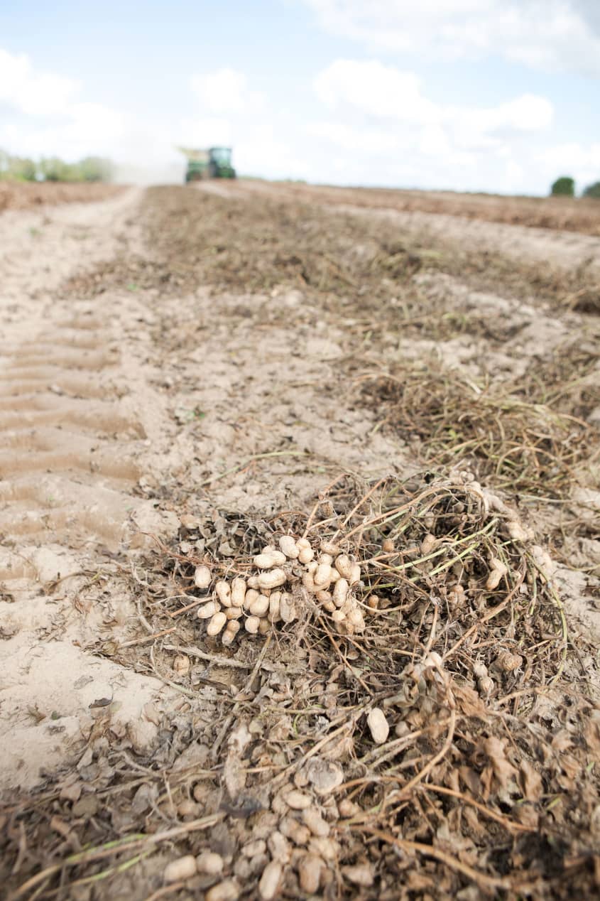 How Peanuts Are Grown & Harvested in Alabama The Kitchn