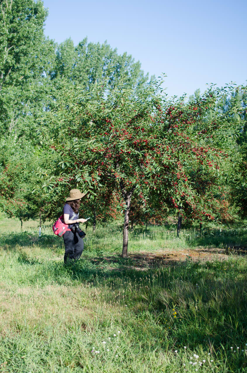 How Tart Cherries Are Grown in Michigan And Why You Should Look for Them Now The Kitchn