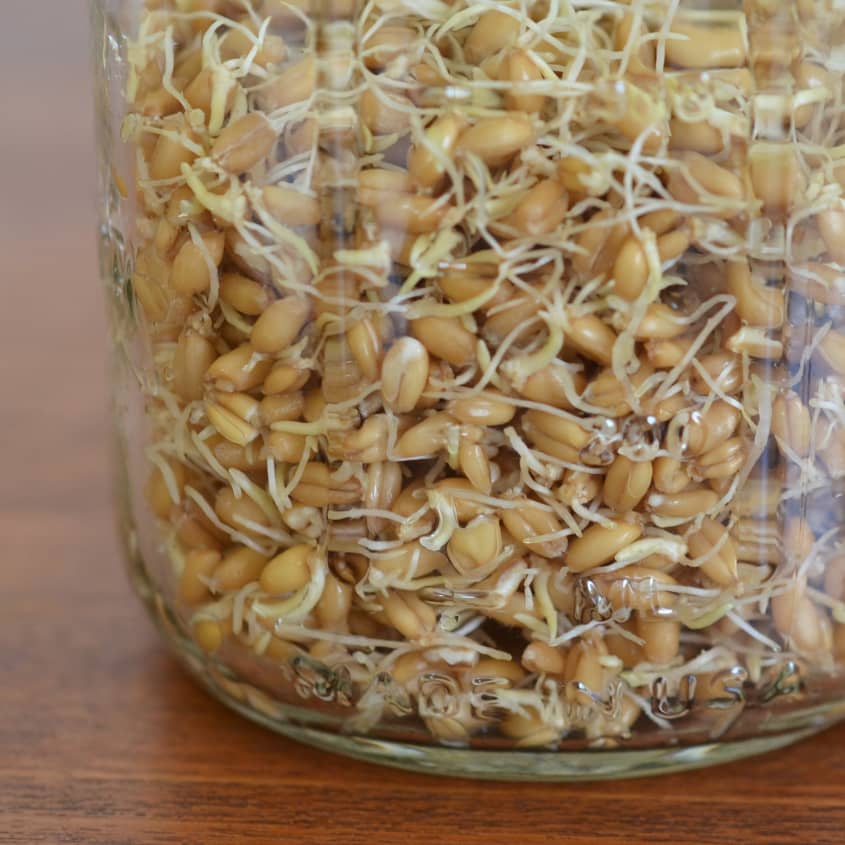 How To Make Sprouted Grains Kitchn