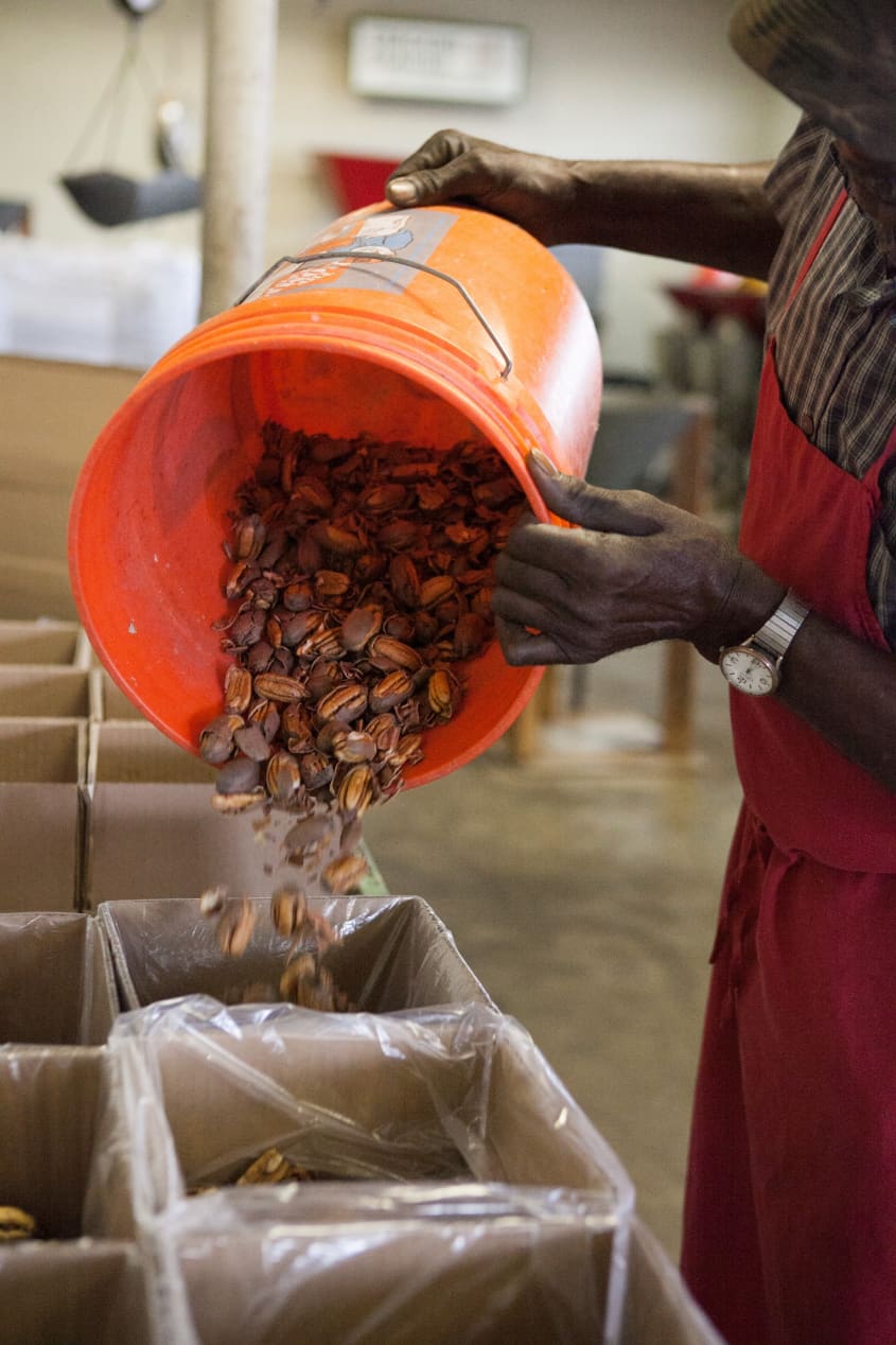 Why Tucker Pecan Still Buys “Backyard Pecans” The Kitchn