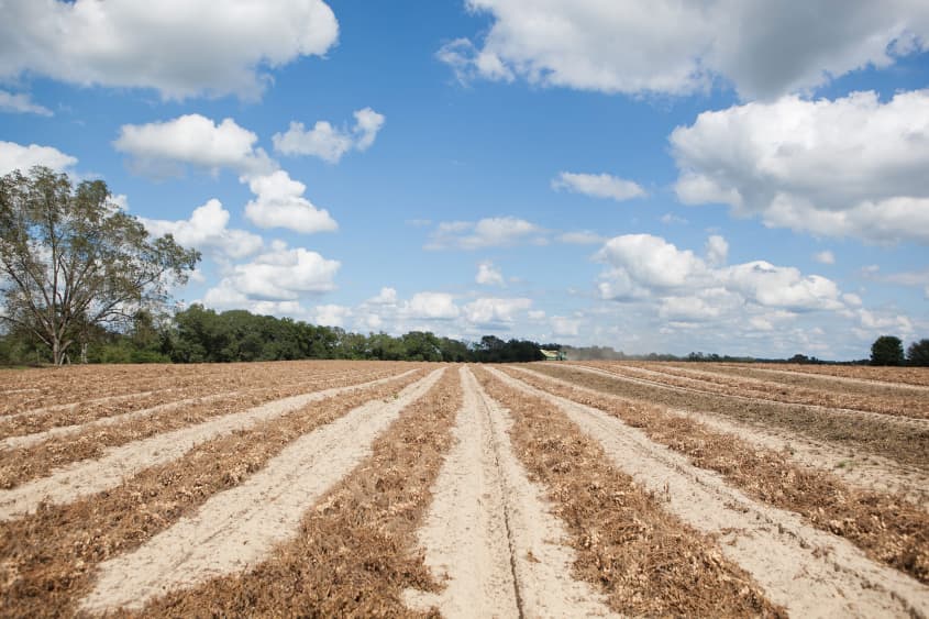 How Peanuts Are Grown & Harvested in Alabama The Kitchn