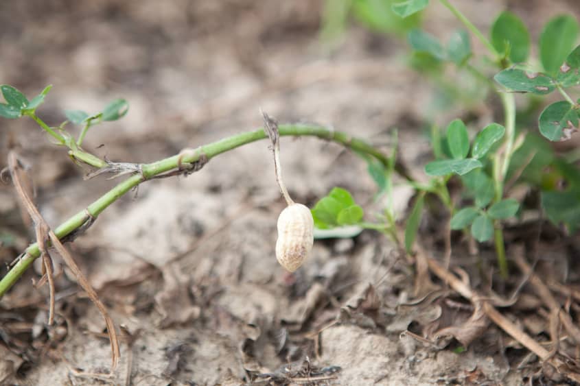How Peanuts Are Grown & Harvested in Alabama The Kitchn