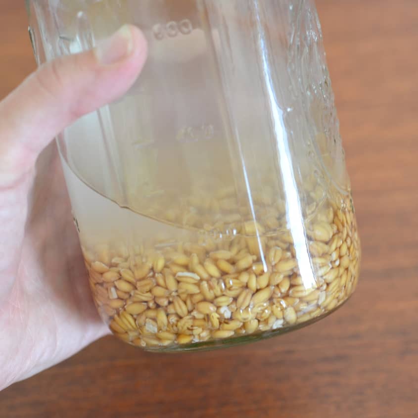 How To Make Sprouted Grains Kitchn
