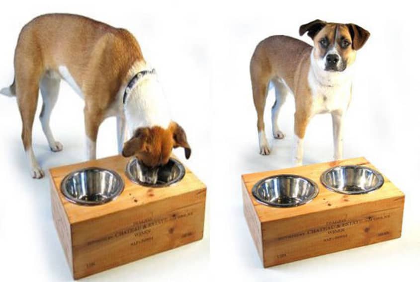 Best place to put dog sales food bowl