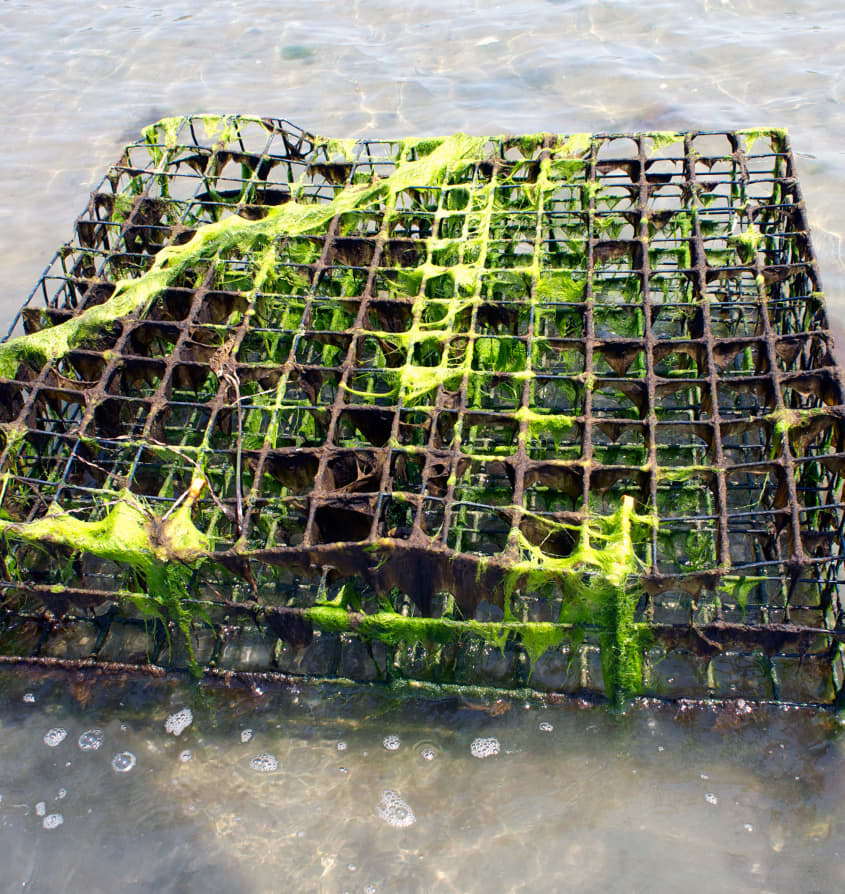How Oysters Are Grown A Visit to Island Creek Oysters in Duxbury