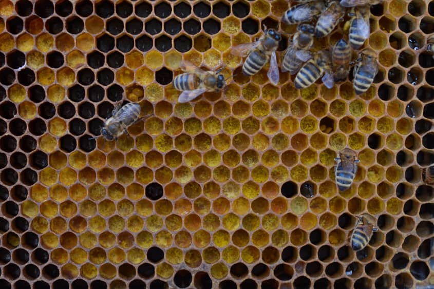 Spring Break with Millions of Bees: Why Beekeepers Take a California ...