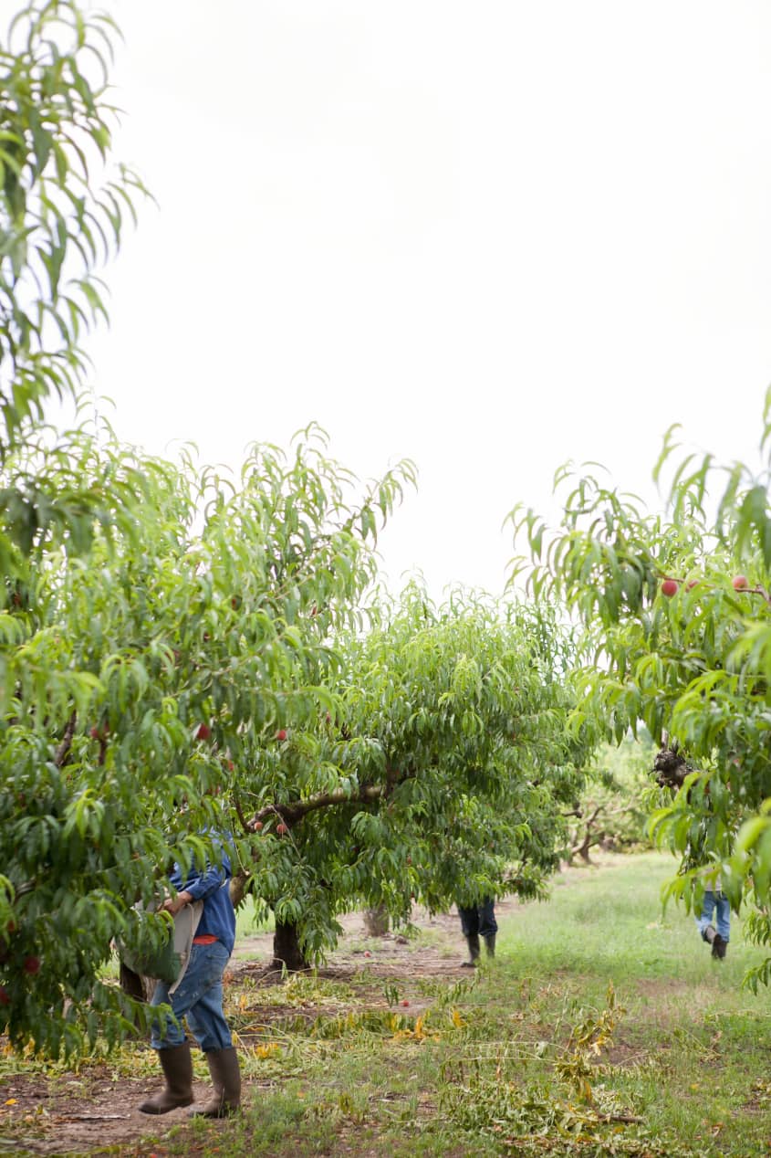 How A Georgia Peach Gets Picked 