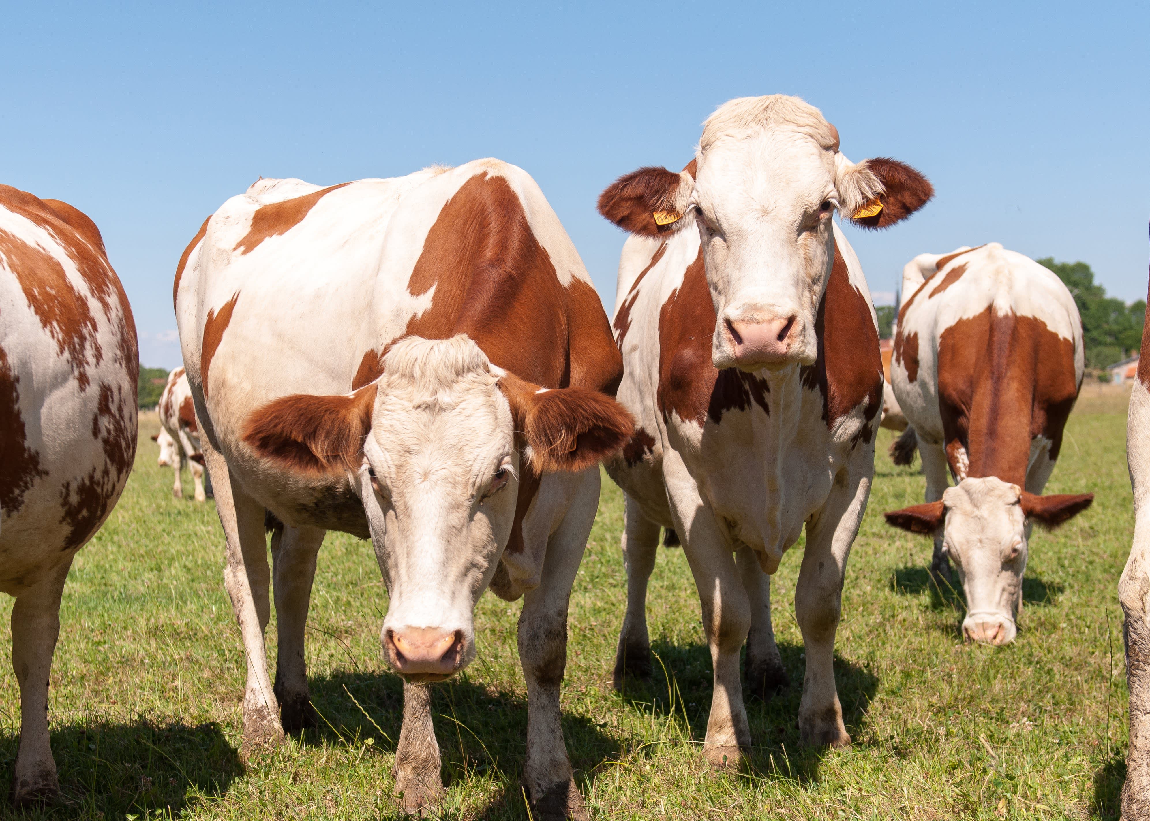 Every Wheel of Comté Cheese Starts Here: The Cows of Jura ...