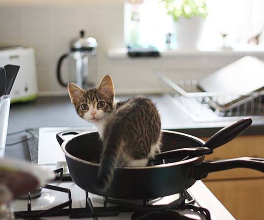 cats in the kitchen