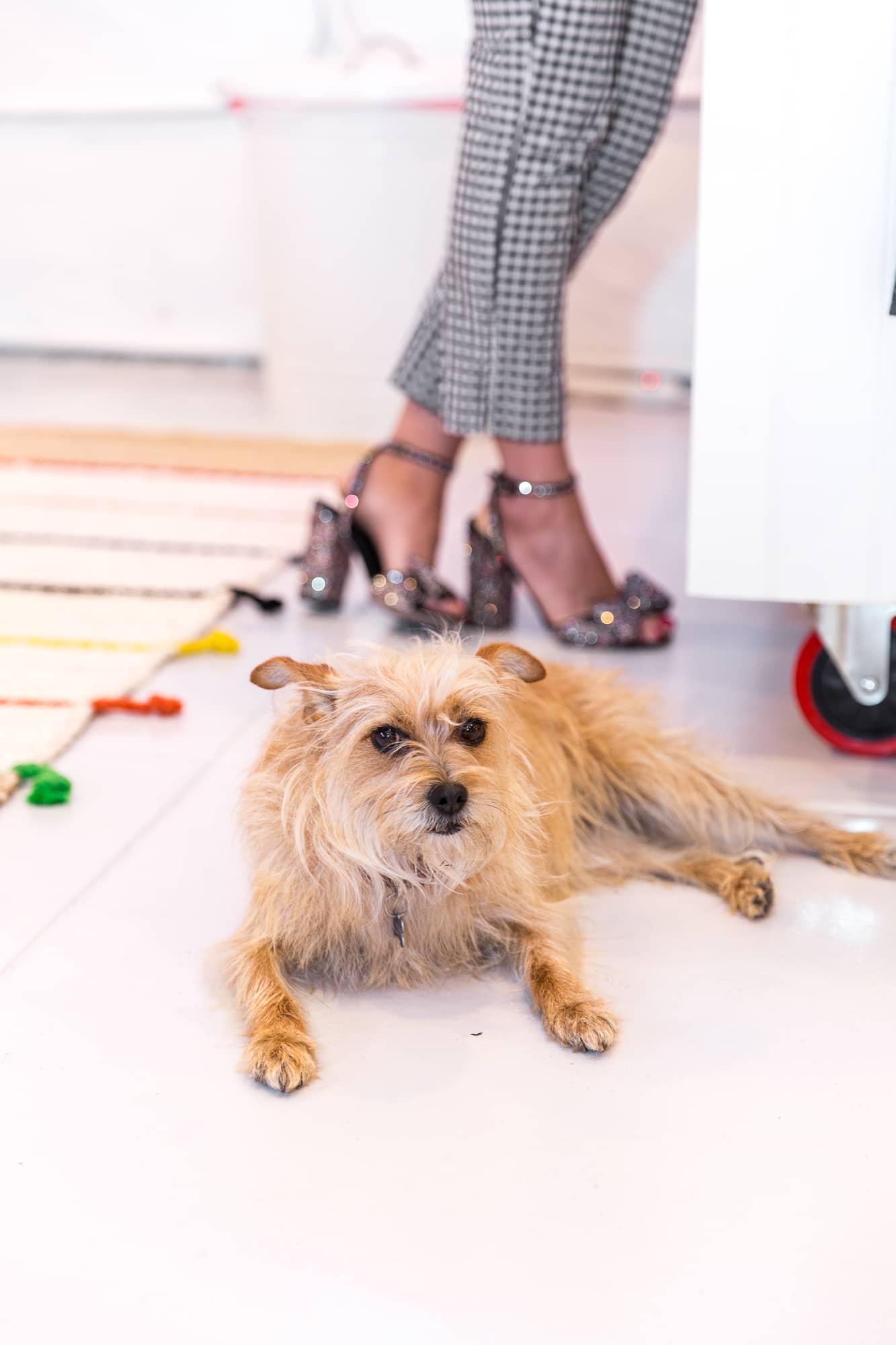 Cairn Terrier lays attentively on the floor in front of a woman's legs