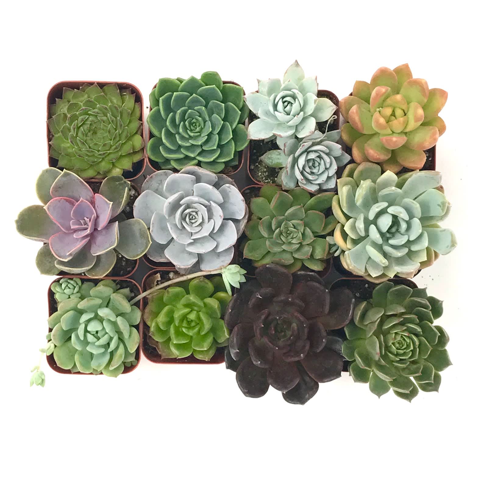 Best Places to Buy Plants Online Amazon, Etsy Apartment Therapy