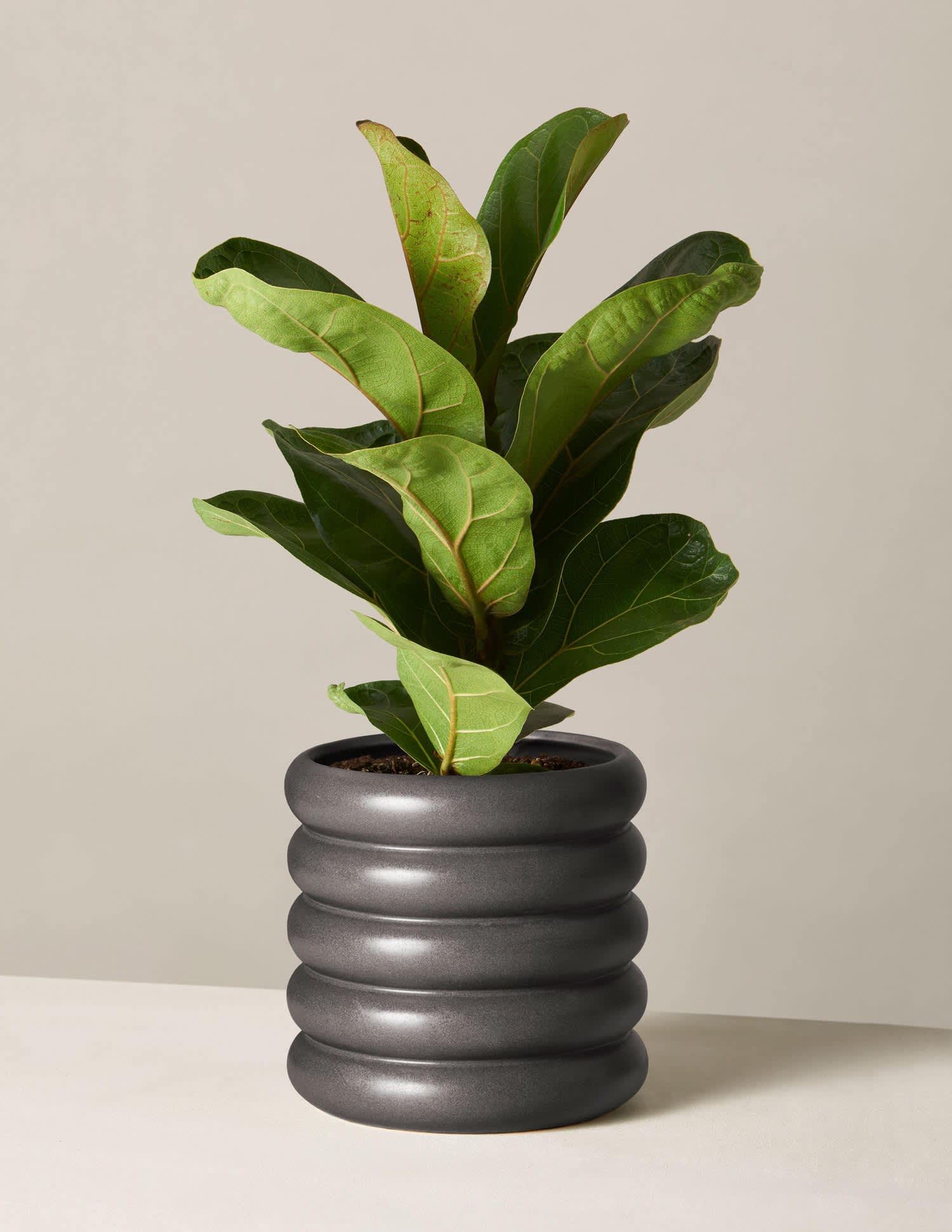 Best Places to Buy Plants Online Amazon, Etsy Apartment Therapy